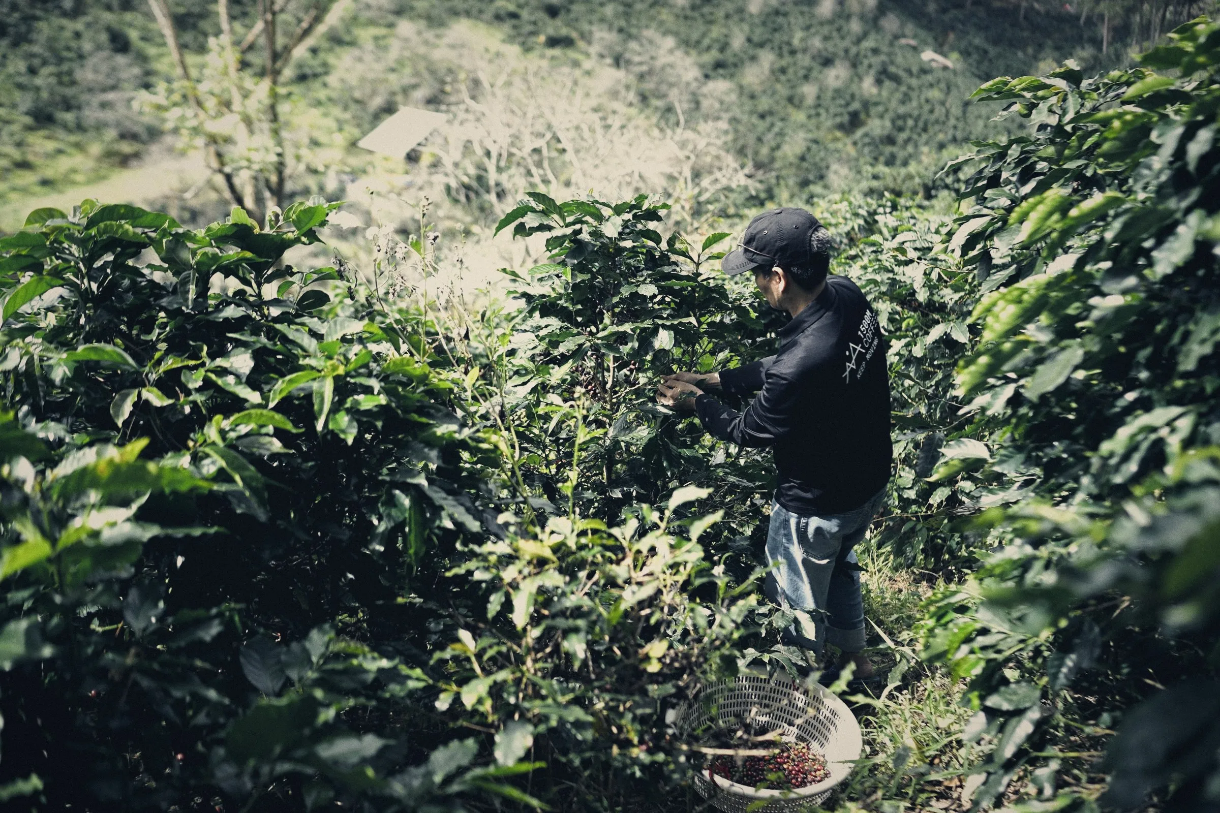 Caficultor recogiendo café en un cultivo de ladera